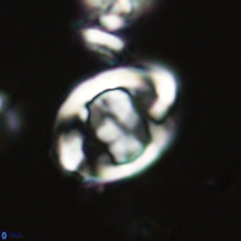 Zygodiscus herlynii 69574