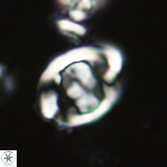 Zygodiscus herlynii 69574