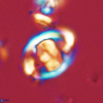 Zygodiscus herlynii 69575