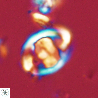 Zygodiscus herlynii 69575
