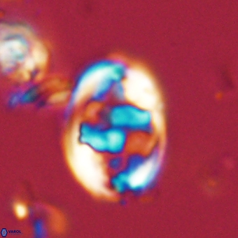 Zygodiscus herlynii 69576