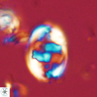 Zygodiscus herlynii 69576