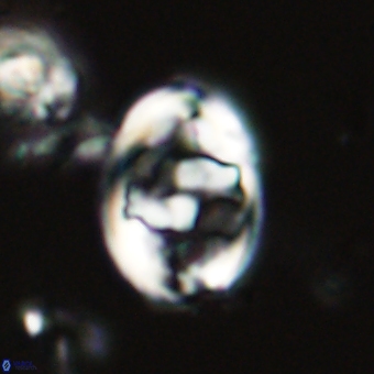 Zygodiscus herlynii 69577