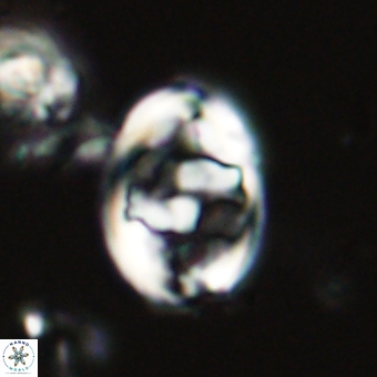 Zygodiscus herlynii 69577