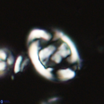 Zygodiscus herlynii 69578