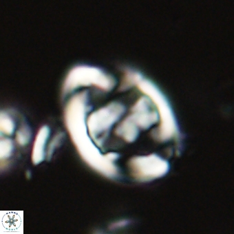 Zygodiscus herlynii 69578