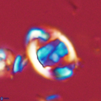 Zygodiscus herlynii 69579