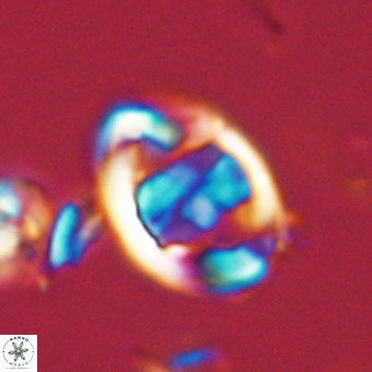 Zygodiscus herlynii 69579
