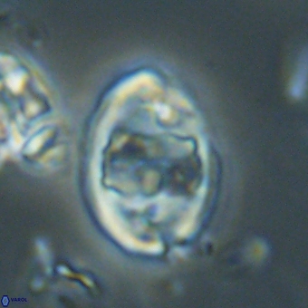 Zygodiscus herlynii 69584