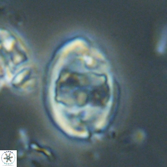 Zygodiscus herlynii 69584