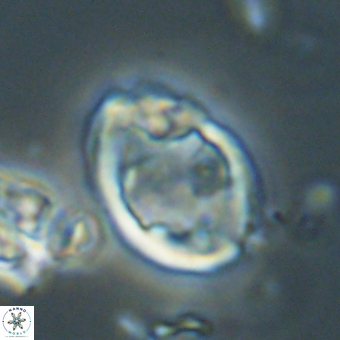 Zygodiscus herlynii 69585
