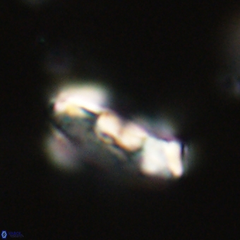 Zygodiscus herlynii 69587