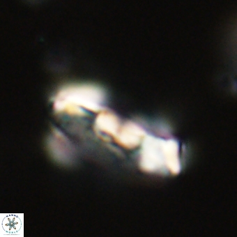 Zygodiscus herlynii 69587