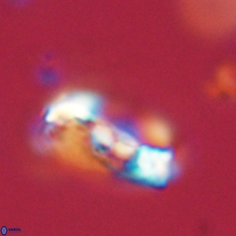 Zygodiscus herlynii 69589