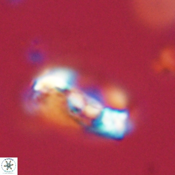 Zygodiscus herlynii 69589