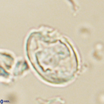 Zygodiscus herlynii 69580
