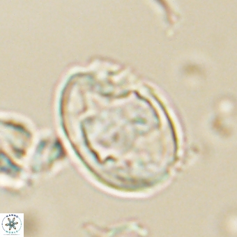 Zygodiscus herlynii 69580