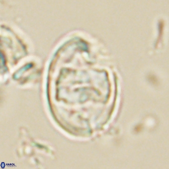 Zygodiscus herlynii 69581