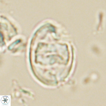 Zygodiscus herlynii 69581