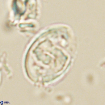 Zygodiscus herlynii 69582