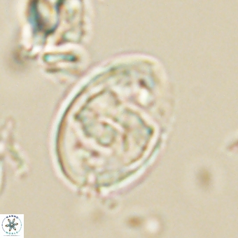 Zygodiscus herlynii 69582
