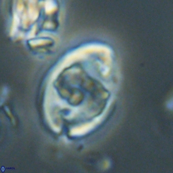 Zygodiscus herlynii 69583