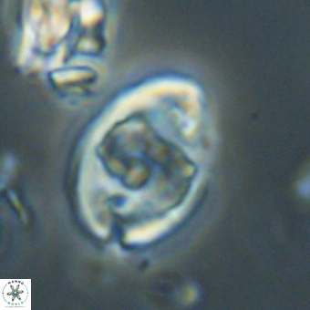 Zygodiscus herlynii 69583