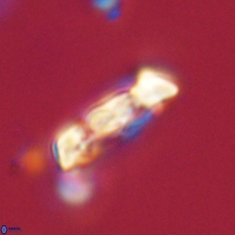 Zygodiscus herlynii 69594