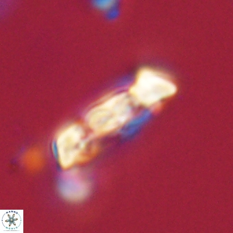 Zygodiscus herlynii 69594