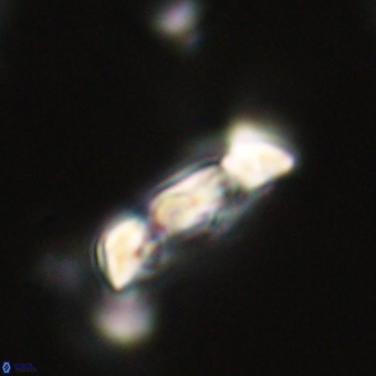 Zygodiscus herlynii 69595