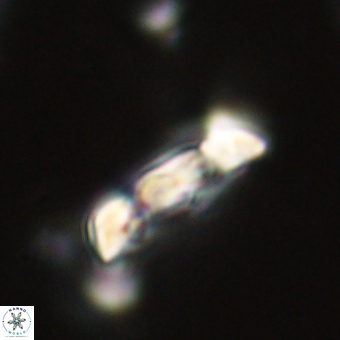 Zygodiscus herlynii 69595