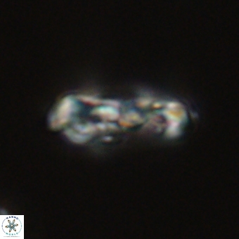 Zygodiscus herlynii 69597