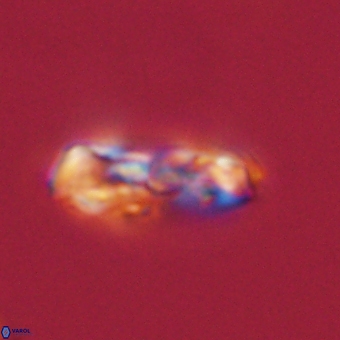 Zygodiscus herlynii 69598