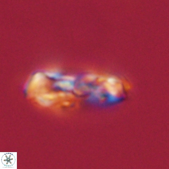 Zygodiscus herlynii 69598