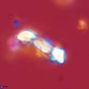 Zygodiscus herlynii 69590