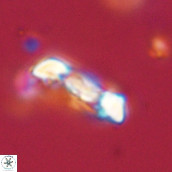 Zygodiscus herlynii 69590