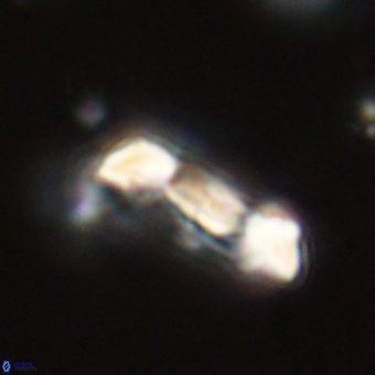 Zygodiscus herlynii 69591