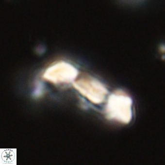 Zygodiscus herlynii 69591