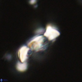Zygodiscus herlynii 69592
