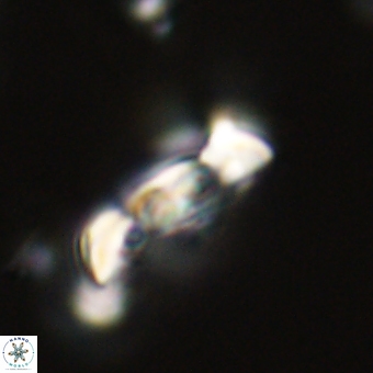 Zygodiscus herlynii 69592