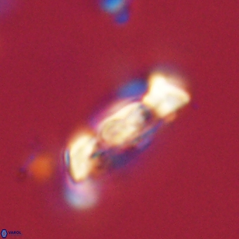 Zygodiscus herlynii 69593