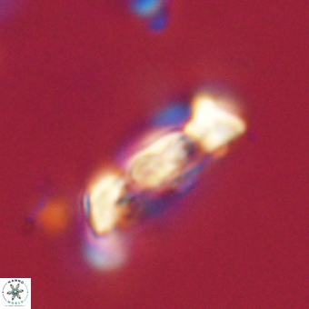 Zygodiscus herlynii 69593