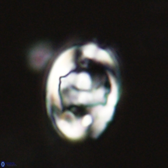 Zygodiscus herlynii 69600