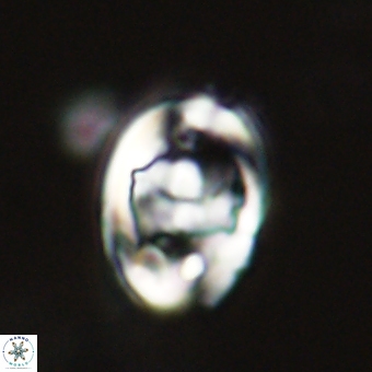 Zygodiscus herlynii 69600