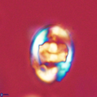 Zygodiscus herlynii 69603