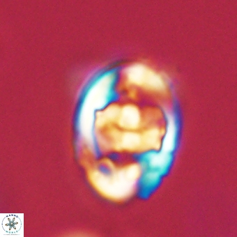 Zygodiscus herlynii 69603