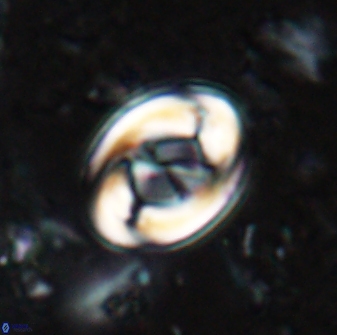 Zygodiscus segmentatus 24957