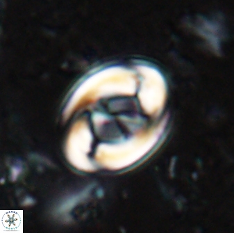 Zygodiscus segmentatus 24957