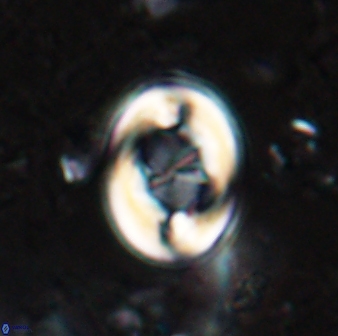 Zygodiscus segmentatus 24958