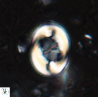 Zygodiscus segmentatus 24958